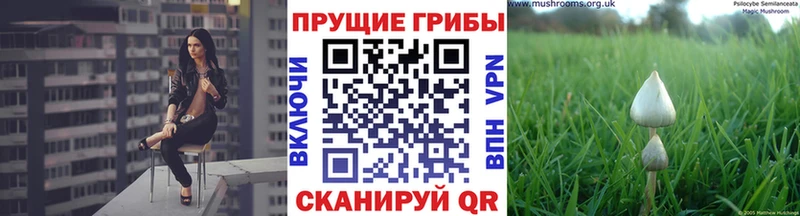 наркошоп  Правдинск  Галлюциногенные грибы Psilocybe 